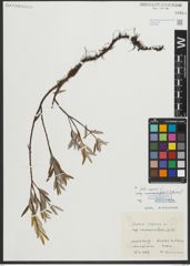 Foto von Salix repens subsp. rosmarinifolia (L.) Andersson